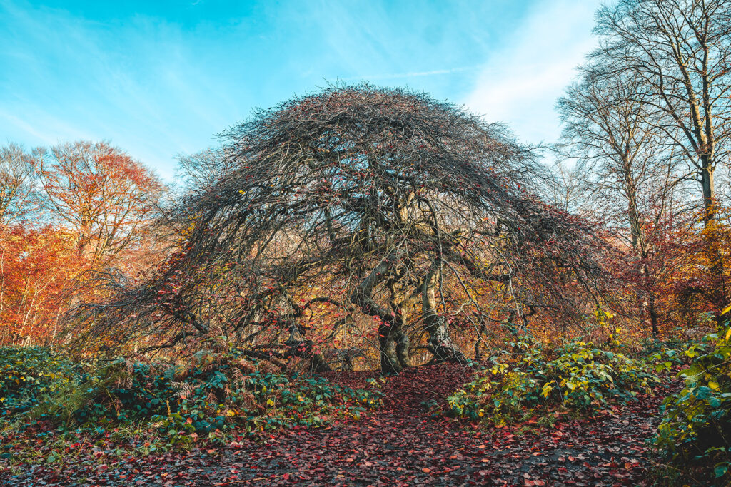 Knüppelbuchen Semper Wald Lietzow